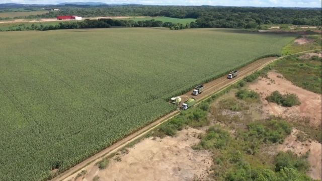 Qual o número adequado de bois e cavalos por hectare em pastagem no RS?