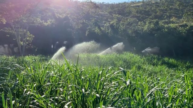 Qual o capim ideal para o sul da Bahia? Vale a pena investir em irrigação?