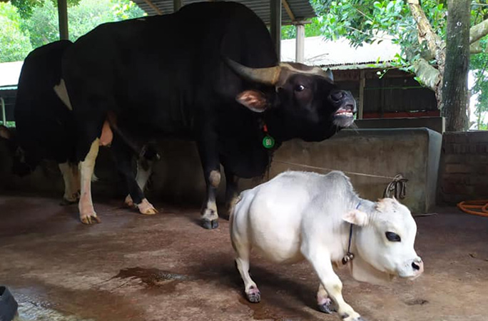 Famosa Rani