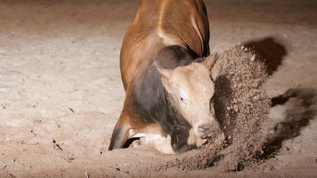 Touro Bandido: conheça a história do mais temido animal dos rodeios no País