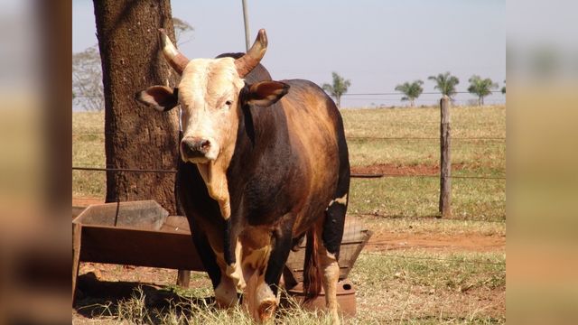 Touro Bandido em sua área de descanso. Foto: Divulgação/Cia de Rodeio Paulo Emílio
