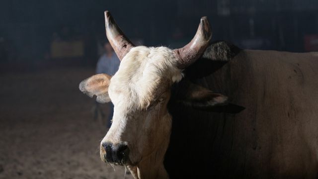 Touro Bandido na arena de rodeio. Foto: Divulgação/Cia de Rodeio Paulo Emílio
