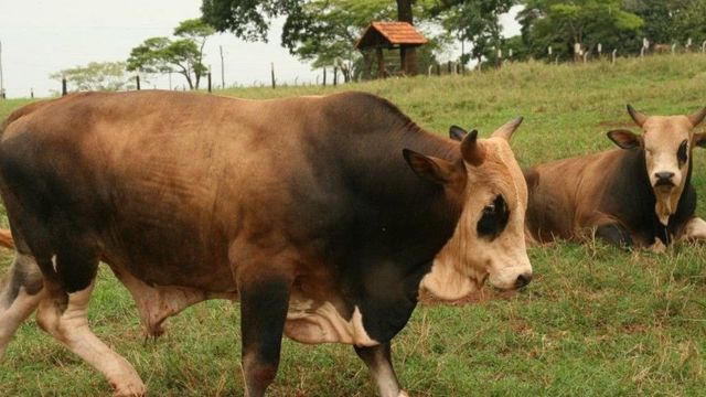 Clones do Touro Bandido em área de pasto. Foto: Divulgação/Cia de Rodeio Paulo Emílio