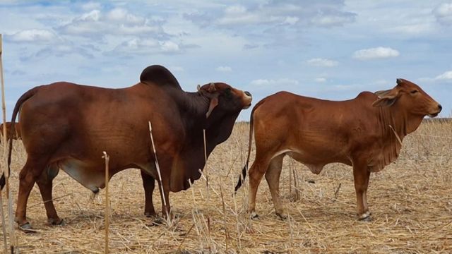 Touro Sindi cobre bem vacas Guzerá a campo?