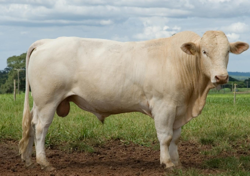 Animal de alta valor genético