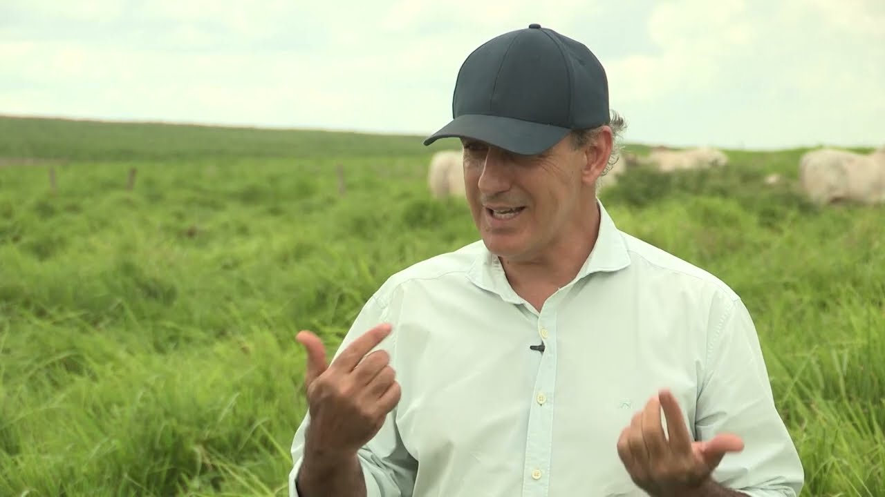 Fazenda de MT produz 73@/ha/ano ao investir em bem-estar e engorda de boi a pasto