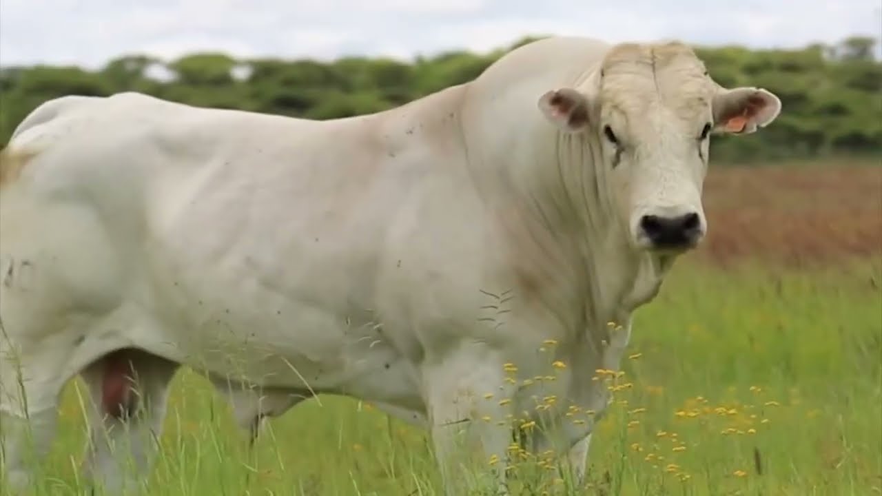 Chianina: uma das maiores raças de bovino do mundo