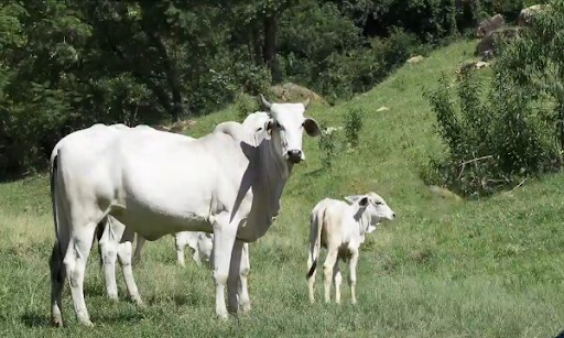 Bezerrada tem sofrido com desmaios em Minas. Saiba o que está causando isso