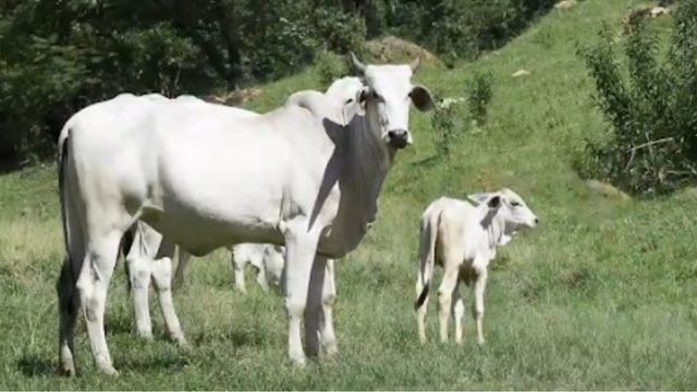 Estas 3 dicas vão garantir o “bezerro do cedo”. Saiba quais são