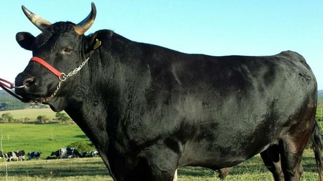 Wagyu pode ter 220% de valorização na arroba por conta do marmoreio da carne