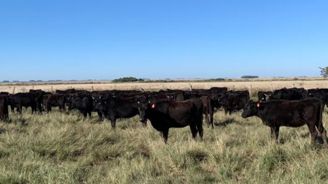 Exemplares bovinos da raça Wagyu Kuroge. Foto: Divulgação