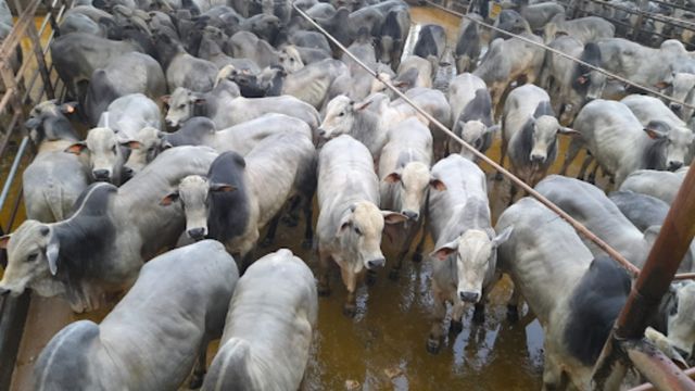 Boi gordo ultrapassa 25@ em sistema de terminação intensiva a pasto