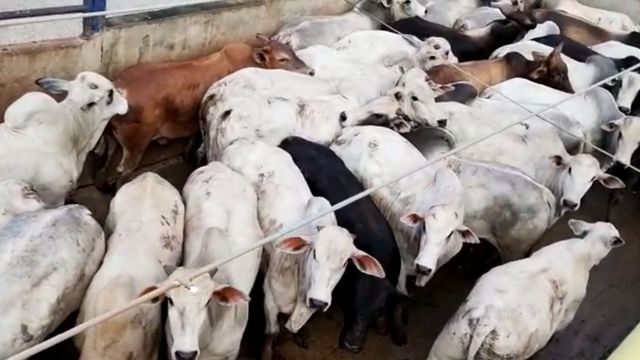 Boi confinado chega a quase 20@ no interior de Rondônia