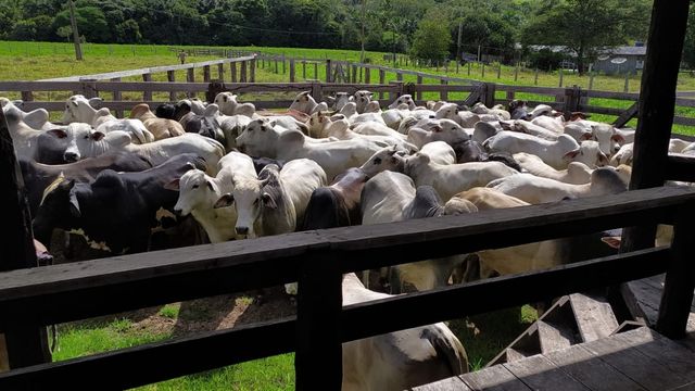 Gado da fazenda fazenda Recanto, no município de Pimenta Bueno (RO). Foto: Matheus Roz