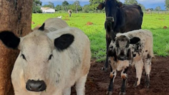 Speckle Park: conheça a mais nova raça bovina que está se desenvolvendo no País