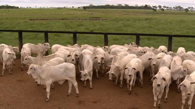 Lote de bezerras. Foto: Reprodução