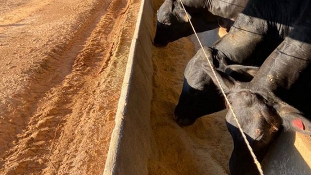 Boi castrado: saiba como levar o animal a 22@ com mesmo desempenho de boi inteiro