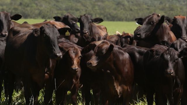 Bovinos com genética de raças taurinas. Foto: Divulgação