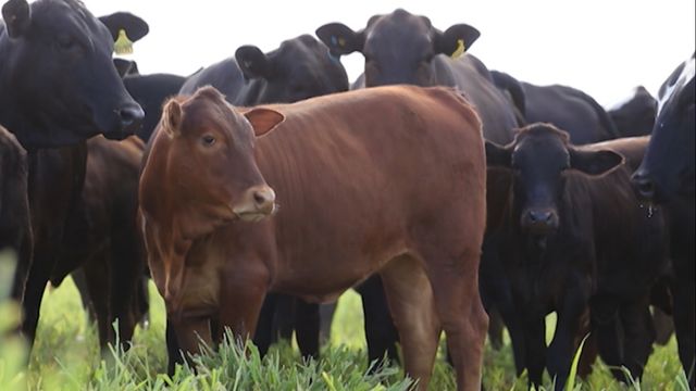 Cruzamento industrial: 17 dicas para turbinar a genética na produção de carne