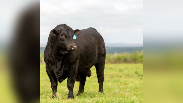 Bovino da raça Angus em área de pastagem. Foto: Eduardo Rocha/ABA