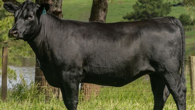 Novilha Angus em área de pasto: Foto: Bezier Filmes/ABA