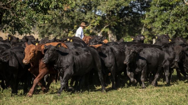 Bovinos brangus em área de pasto. Foto: Bezier Filmes/Associação Brasileira de Brangus