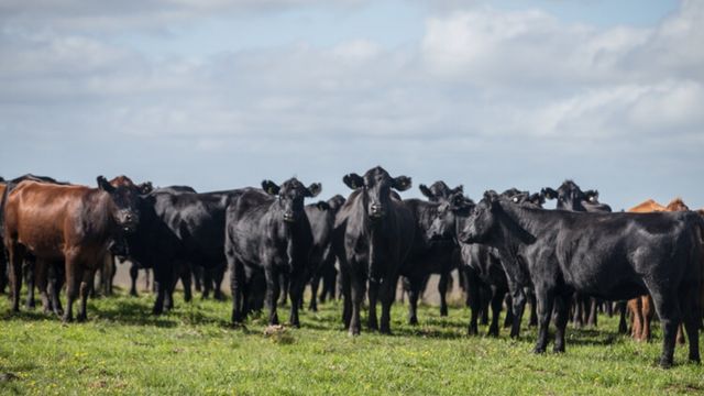 Qual raça pode garantir uma bezerrada bem valorizada no RS?