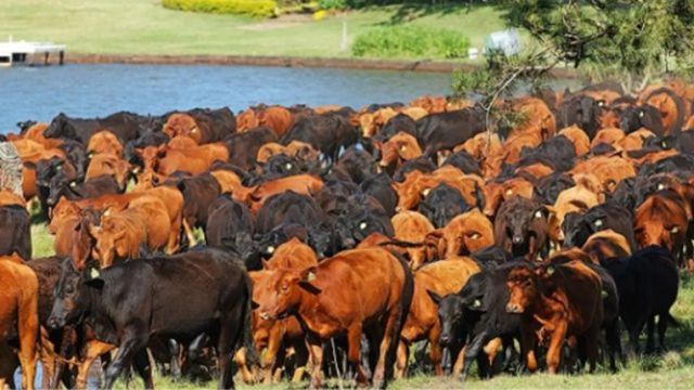 Abigeato: aplicativo passa a ser ferramenta contra roubo e furto de gado no País