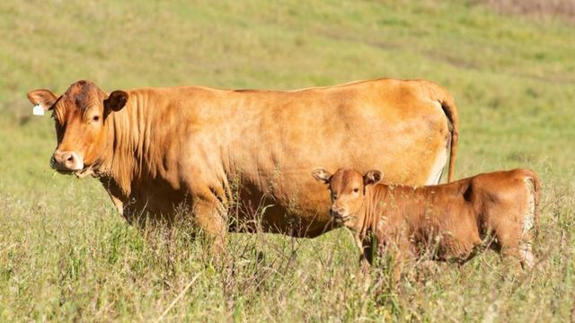Vaca da raça Caracu com bezerro ao pé. Divulgação/ABCCaracu