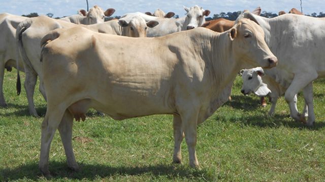 Fêmeas F1 Nelore e Caracu: qual melhor cruzamento para produção de carne?
