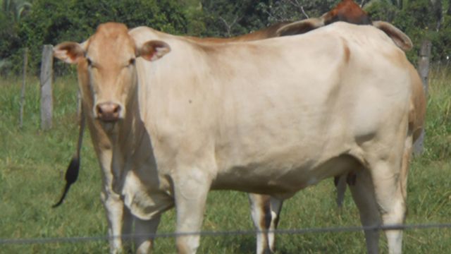 Vacas F1 de cruzamento de Nelore e Caracu. Foto: Alexandre Zadra/crossbreeding.com.br
