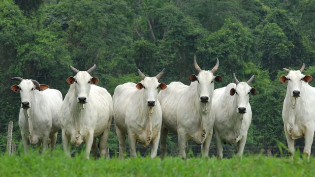 ABCZ e Embrapa já avaliaram a genética de 260 mil zebuínos. Saiba como participar