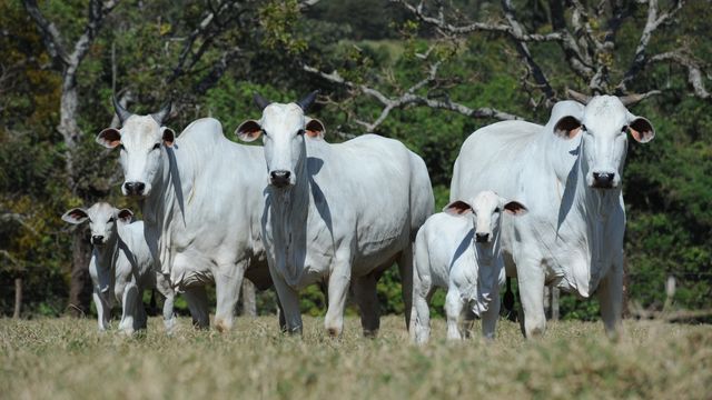 Nelore: quais são os principais dados zootécnicos da raça no País?