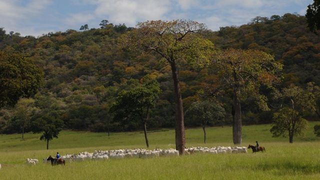 Rebanho de bovinos Nelore em área de pasto. Foto: JMMatos