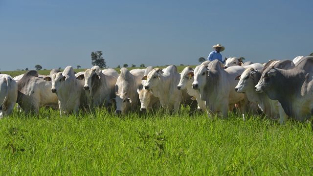 Pecuarista mineiro usa a força de imagens para motivar profissionais pelo País
