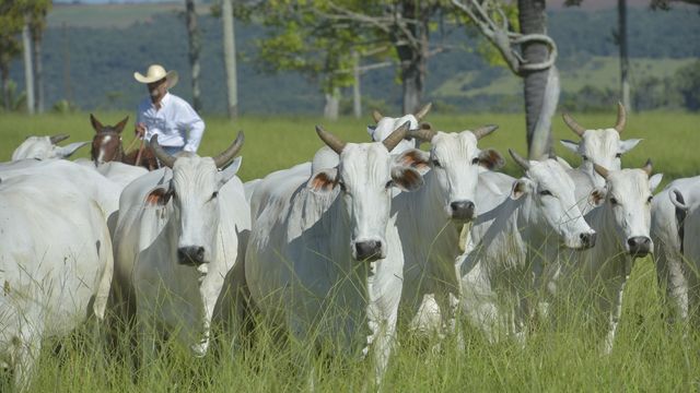 “Seu dinheiro é capim”: 23 questões que você precisa saber para turbinar seu pasto