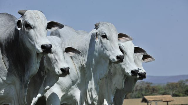 Mosca-dos-chifres: novo brinco zera infestação em meia hora, atesta pesquisa
