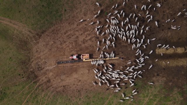 Saiba como tecnologias da IATF e FIV turbinam a produção de carne bovina