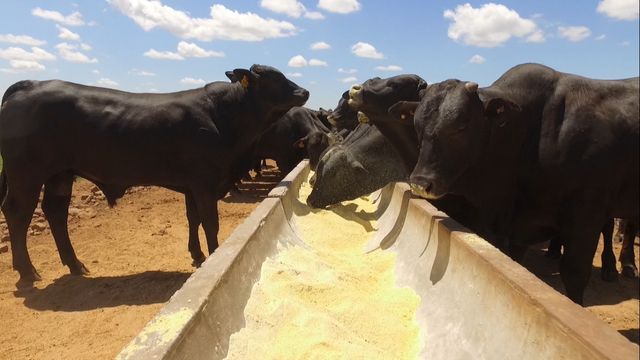 Silagem de milho, milho moído, palhada ou feno: qual o melhor para a dieta do gado?