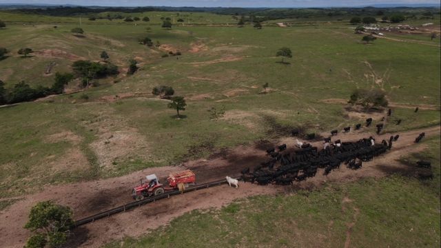 Mistura de milho, capiaçu e núcleo peletizado é boa opção para engorda de bois?