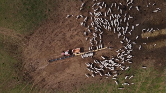 Asbram alerta: pecuarista suplementa menos da metade do rebanho no País