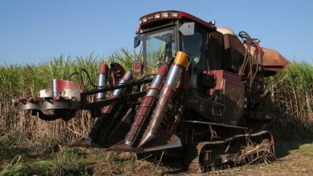 Cana e capim Andropogon: 3 dicas para aproveitar bem o volumoso para o gado