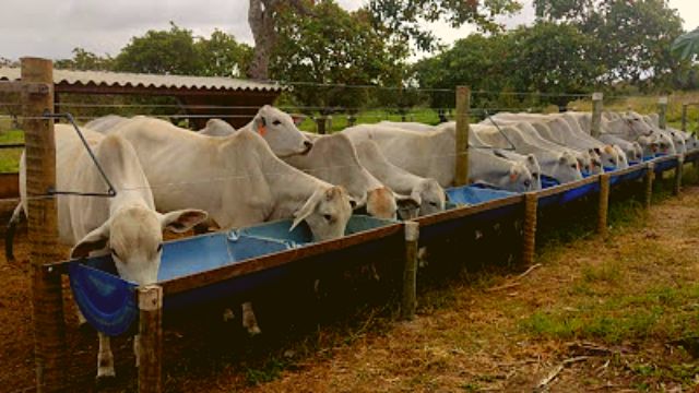 Semiconfinamento ganha mais espaço na produção de gado de corte no País