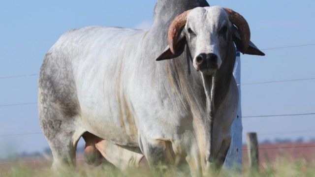 Touro Nelore: saiba como acertar na escolha do melhor animal para a fazenda