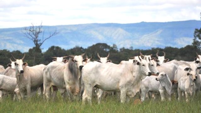 Novilha não está “pegando cria” na fazenda. Saiba o que fazer
