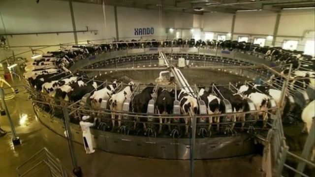 Selo inédito certificará fazendas de gado de leite com boas prática de biosseguridade Selo inédito certificará fazendas de gado de leite com boas prática de biosseguridade