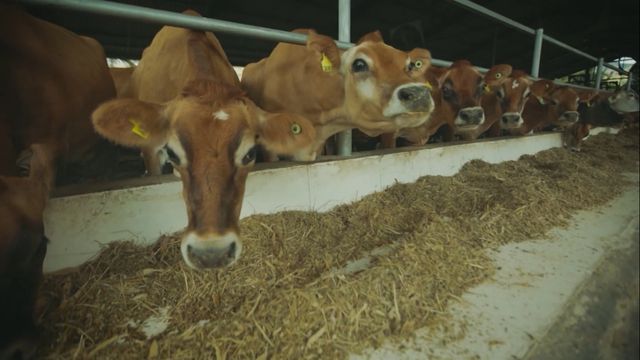 Vaca leiteira: quantos quilos de ração se deve oferecer para o animal?