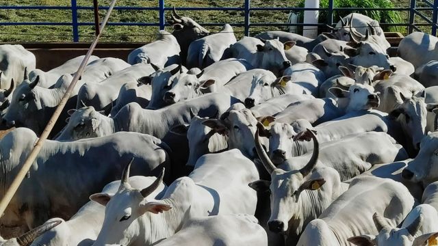 Pecuarista de MT prefere arroba de vaca gorda ao invés de fêmea de descarte