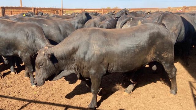 Especialista dá os 10 passos para aumentar em 10 vezes os ganhos da fazenda