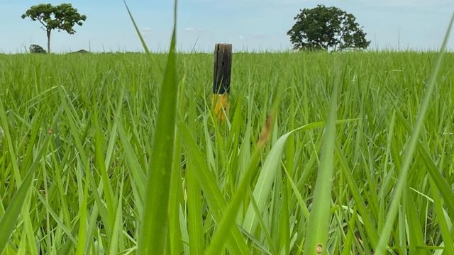 A instalação de fuxiqueiro está entre os dez passos. Foto: Armélio Martins